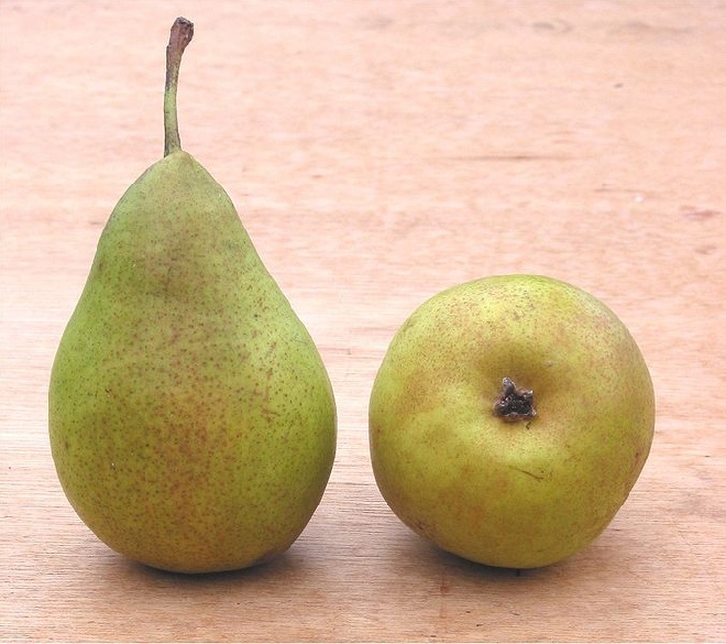 Pyrus communis 'Bonne Louise d'Avranches' peer 'Bonne Louise d'Avranches'