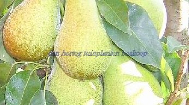 Pyrus communis 'Charneux' (syn. 'Köstliche von Charneu', 'Légipont') peer 'Charneux'