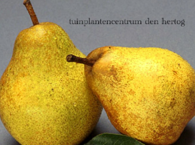 Pyrus communis 'Clapp's Favourite' peer 'Clapp's Favourite'