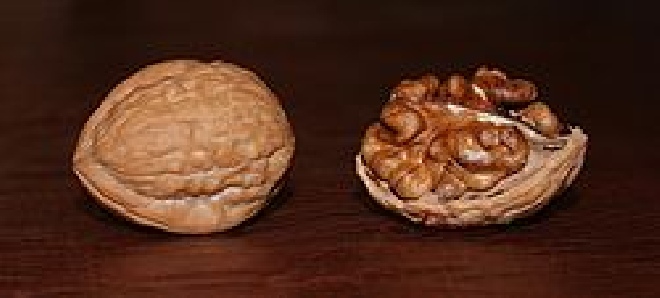 Juglans regia Gewone Walnoot, Okkernoot
