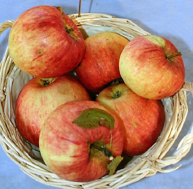 Malus domestica 'James Grieve' Appel 'James Grieve'