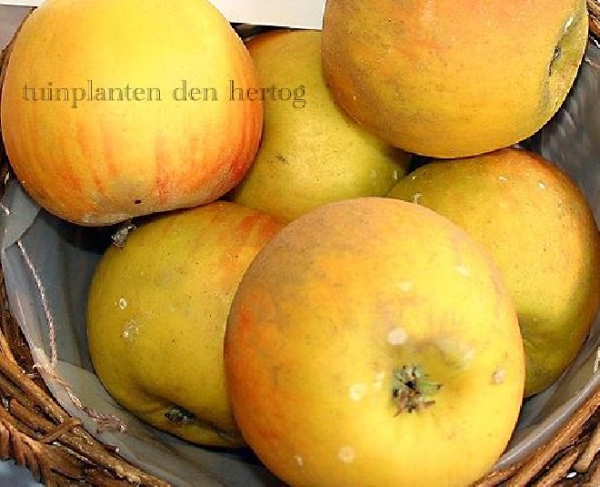 Malus domestica 'Karmijn de Sonnaville' (Karmin) Appel 'Karmijn De Sonnaville'