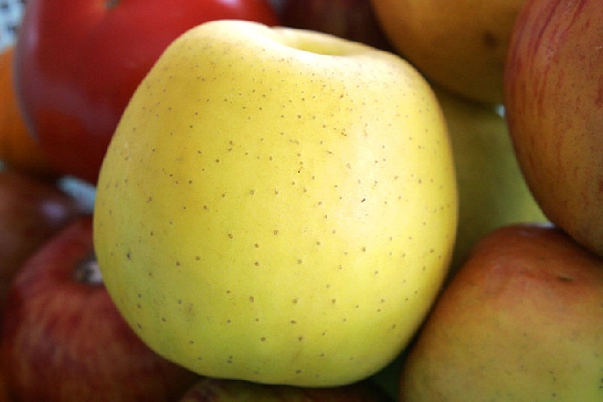 Malus domestica 'Lemoen' Hand- Moesappel Lemoen