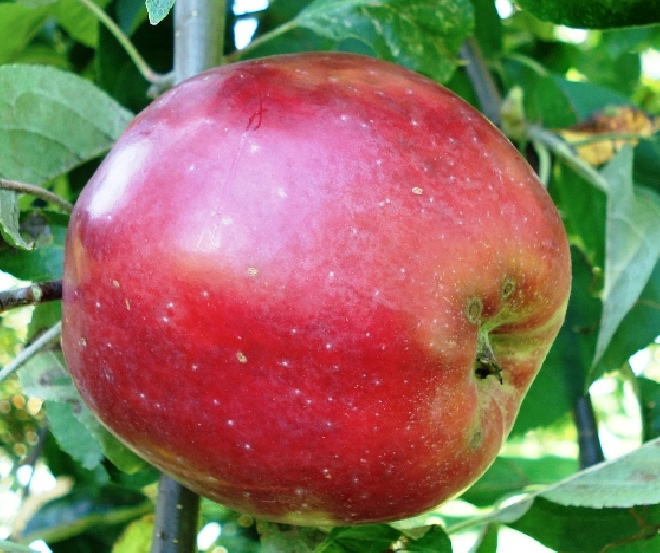 Malus domestica 'Roter Gravensteiner' Appel 'Roter Gravensteiner'