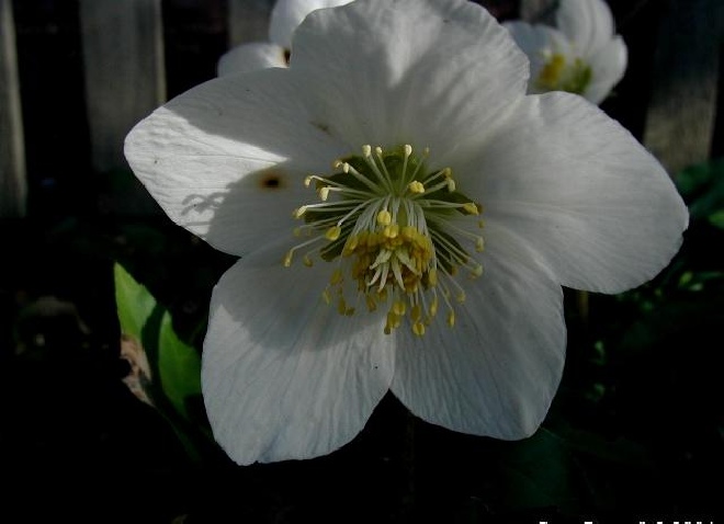Helleborus niger Kerstroos