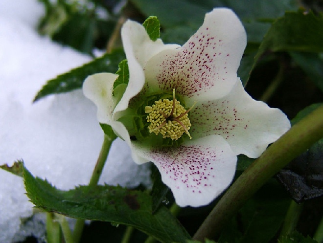 Helleborus orientalis Kerstroos
