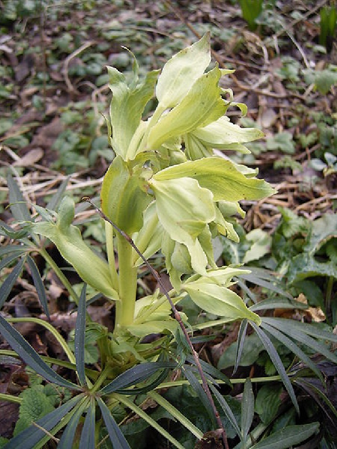 Helleborus foetidus 'Wester Flisk' Stinkend Nieskruid