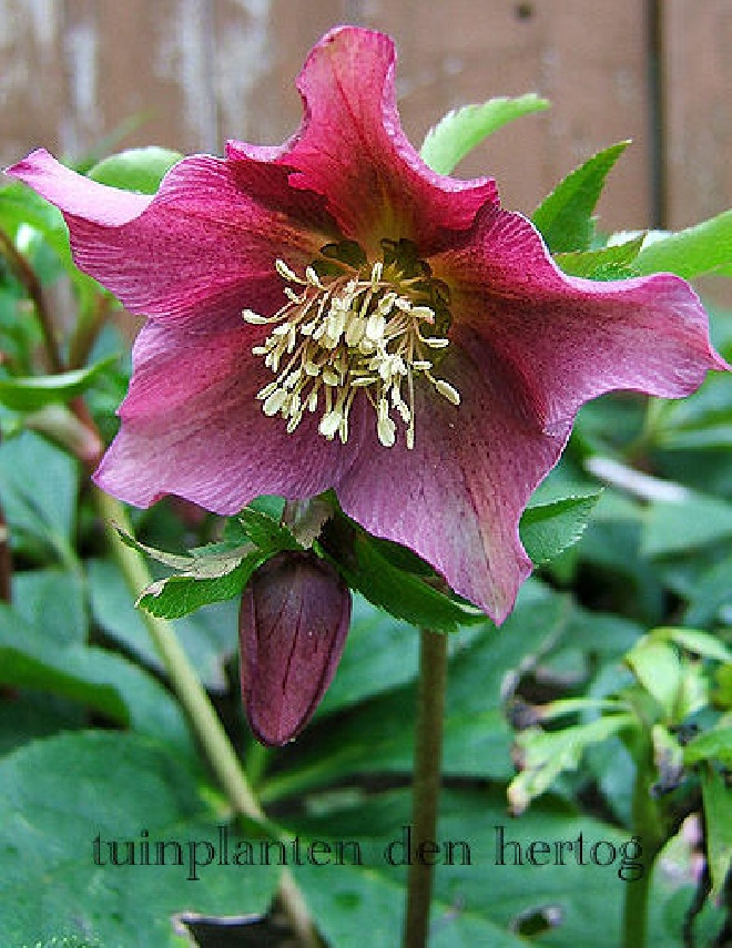 Helleborus atrorubens Kerstroos