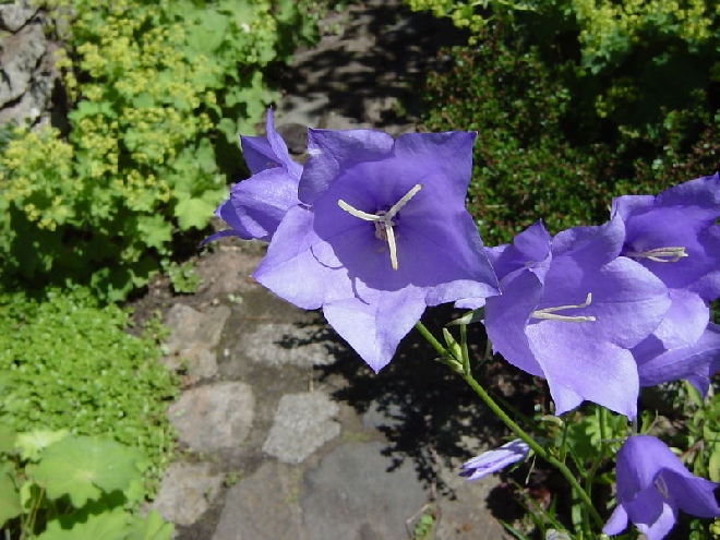 Campanula persicifolia 'Coerulea' Prachtklokje