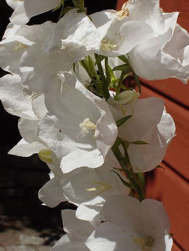 Campanula persicifolia 'Alba' Prachtklokje