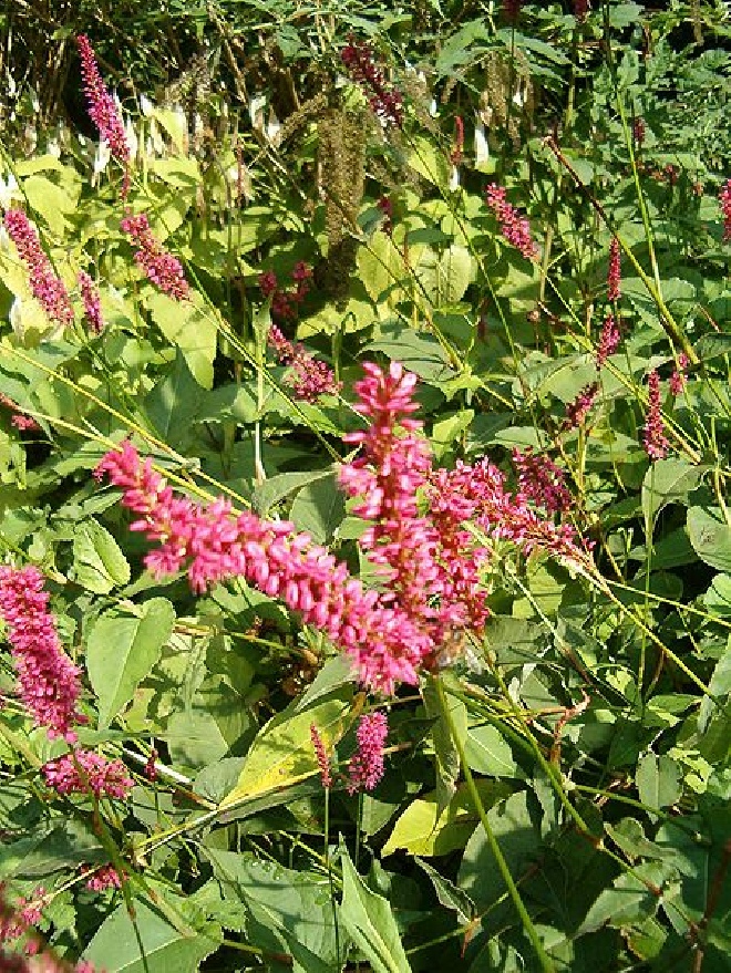 Persicaria amplexicaulis (syn. Polygonum amplexicaule) Duizendknoop