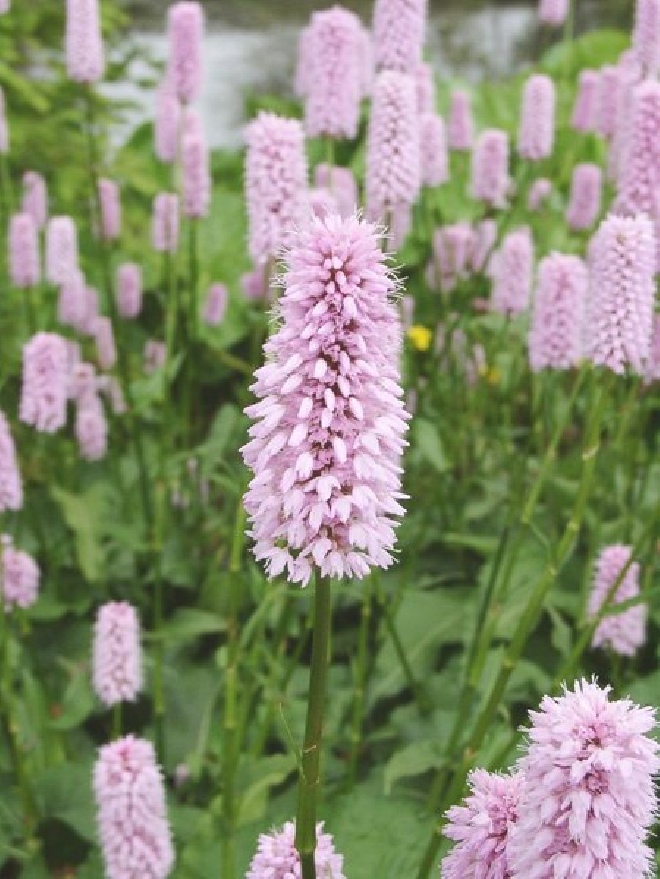 Persicaria bistorta Adderwortel