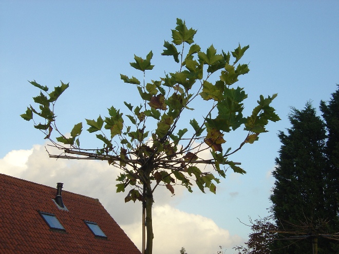 Platanus hispanica (Dakplataan) Plataan