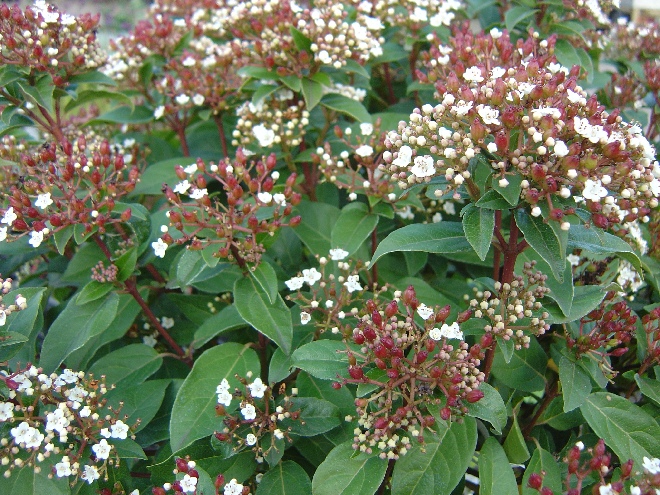 Viburnum tinus 'Anvi' (Red Spirit) Sneeuwbal, Bladhoudende Viburnum