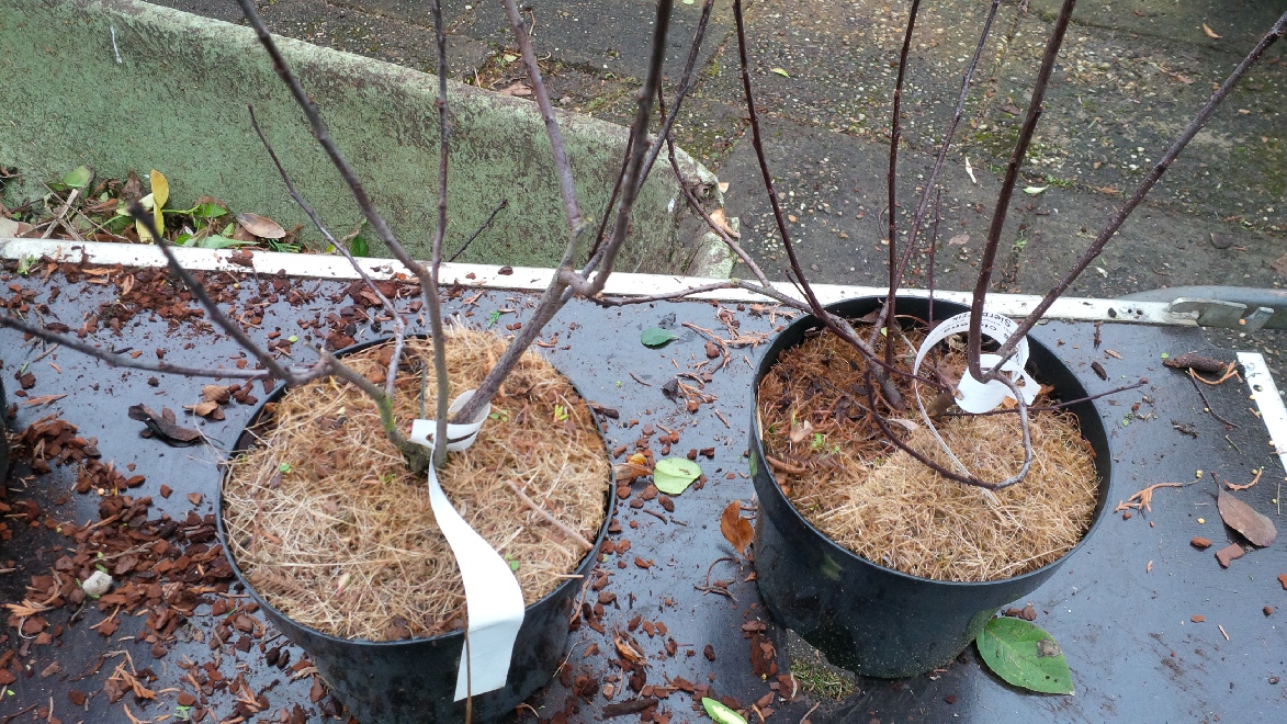 Prunus cistena Sierperzik
