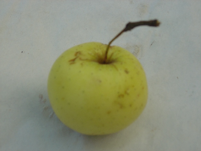 Malus domestica 'Transparente Jaune' (Sultan) Appel 'Yellow Transparant '
