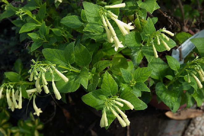 Phygelius aequalis 'Yellow Trumpet' kaapse fuchsia