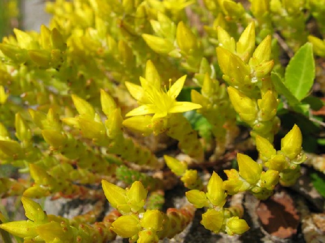 Sedum acre 'Yellow Queen' Muurpeper