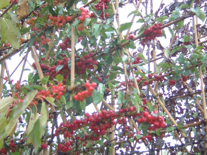 Malus 'Red Sentinel' (Leisierappel) Rode Sierappel