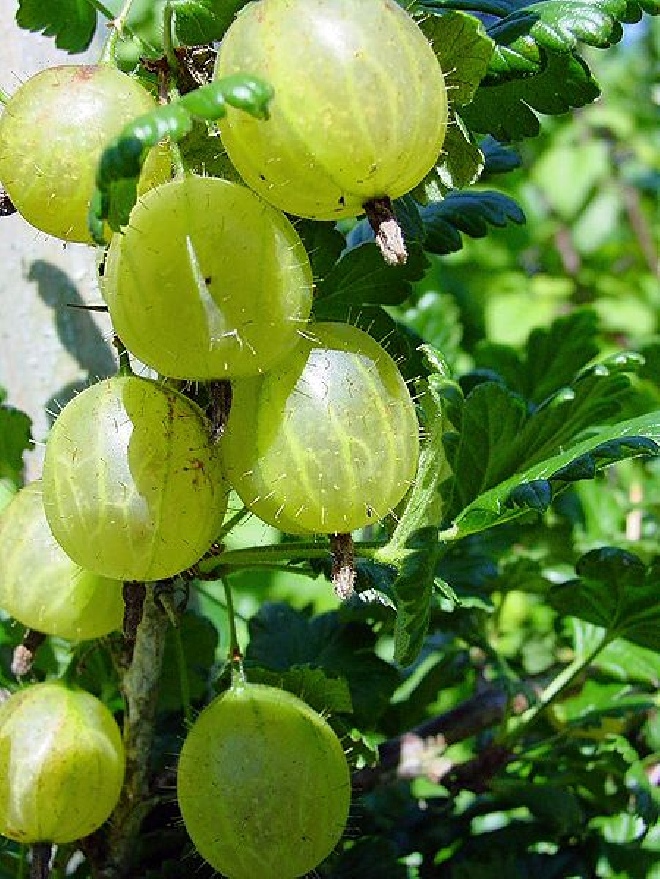 Ribes uva-crispa 'Early Sulphur' Gele Kruisbes, Gele Kroesel