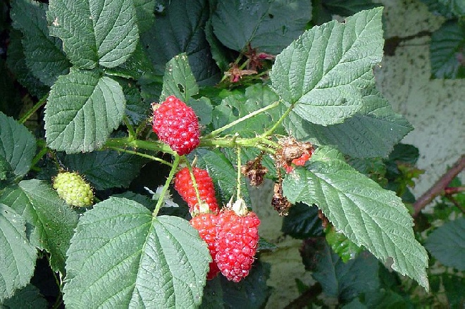 Rubus loganobaccus 'Thornless Logan' (Thornless Loganberry) FramboosBraam