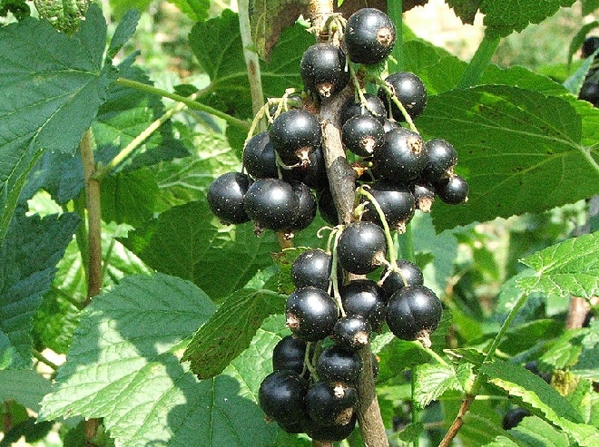 Ribes nigrum 'Wellington XXX' Zwarte bes, Aalbes