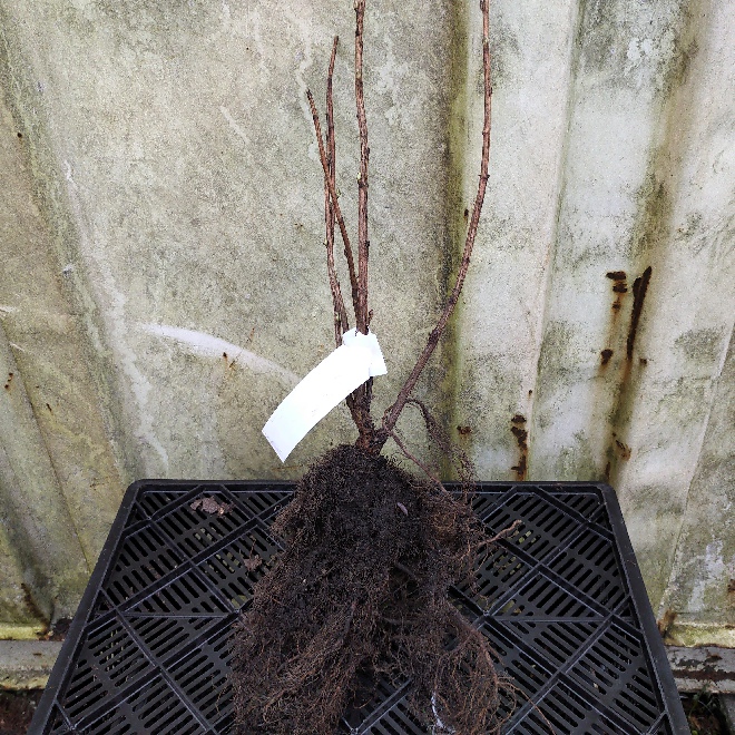 Ribes nigrum 'Black Reward' Zwarte bes, Aalbes