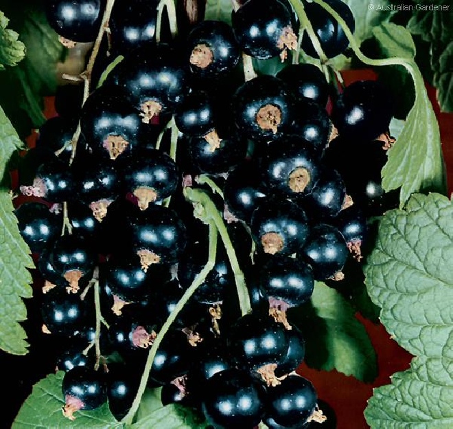 Ribes nigrum 'Öjebyn' Zwarte bes, Aalbes