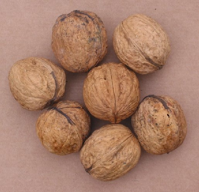 Juglans regia 'Buccaneer' Walnoot Okkernoot 'Buccaneer'