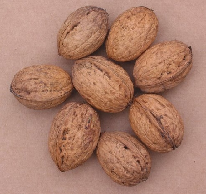Juglans regia 'Proslavski' Walnoot Okkernoot 'Proslavski'