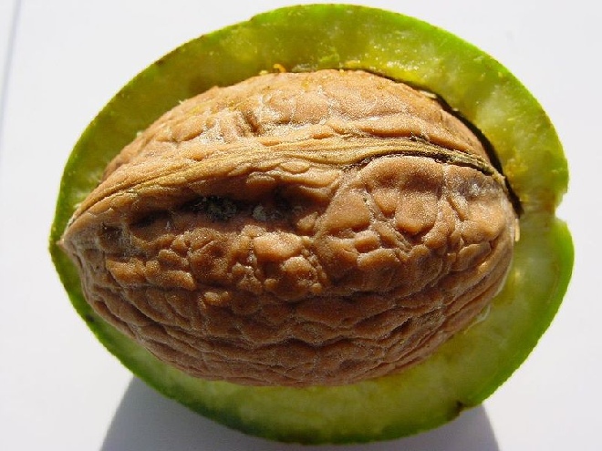 Juglans regia 'Plovdivski' Walnoot Okkernoot 'Plovdivski'