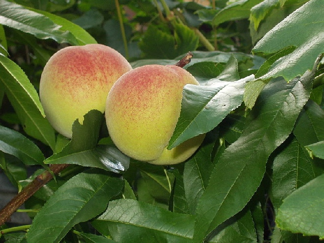 Prunus persica 'Vaes Oogst' Perzik 'Vaes Oogst'