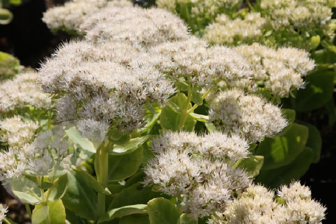 Sedum spectabile 'Stardust' Hemelsleutel