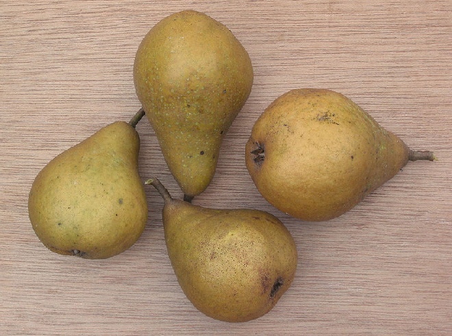 Pyrus communis 'Zoete Brederode' Peer 'Zoete Brederode' stoofpeer