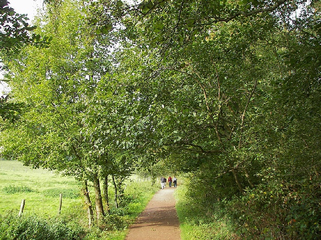 Alnus incana (Elzenhaag) Witte Els