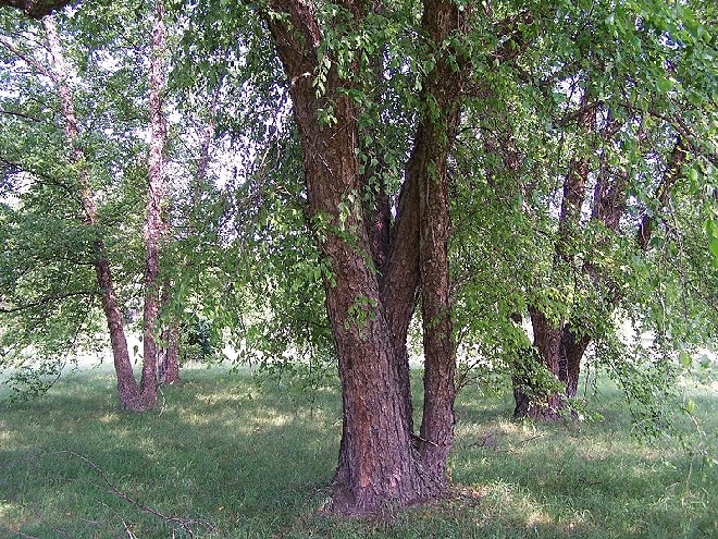 Betula nigra Zwarte Berk, Rode Berk