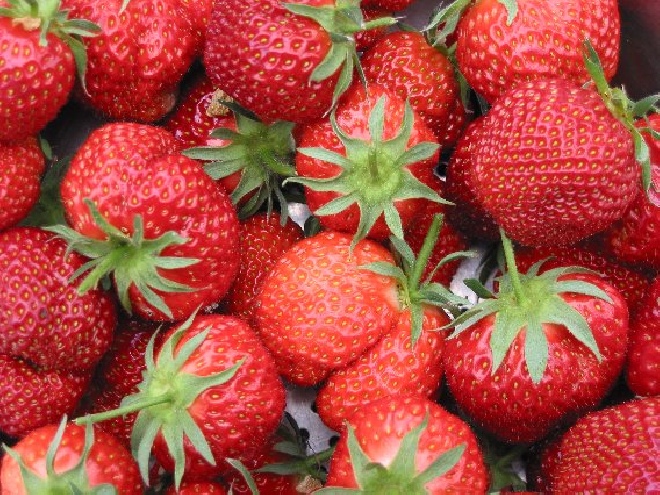 Fragaria ananassa 'Lambada' Doordragende Aardbei Lambada