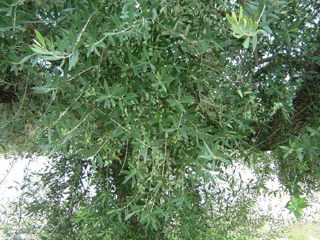 Olea europaea Olijf op stam