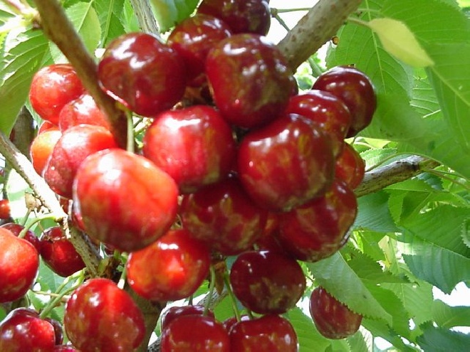 Prunus avium 'Bigarreau Napoléon' (Napoleon) Kers 'Bigarreau Napoleon'
