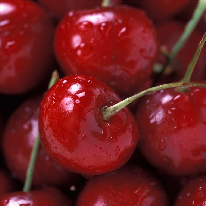 Prunus cerasus 'Meikers'  Kers 'Dubbele Meikers'