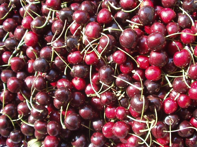 Prunus avium 'Early Rivers' Kers 'Early Rivers'