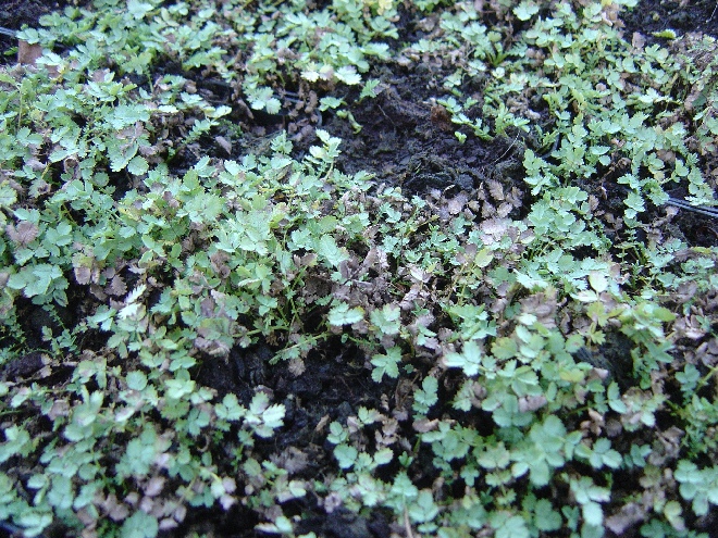 Acaena buchananii Stekelnootje