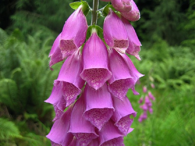 Digitalis 'Mertonensis' Vingerhoedskruid