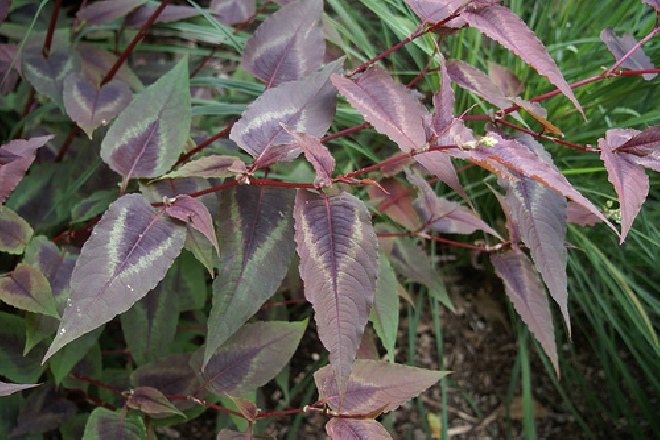 Persicaria microcephala 'Red Dragon' Roodbladige duizendknoop