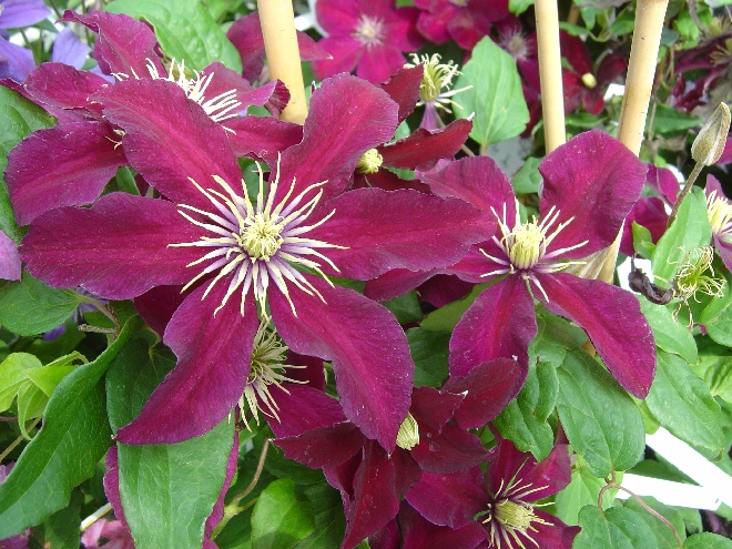 Clematis 'Niobe' Bosrank