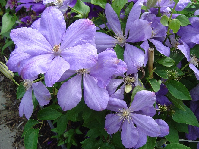 Clematis 'Mrs Cholmondeley' Bosrank