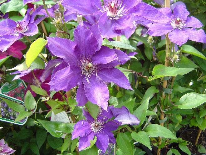 Clematis 'The President' Bosrank