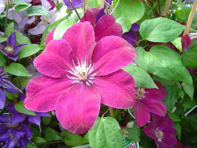Clematis 'Rouge Cardinal' Bosrank