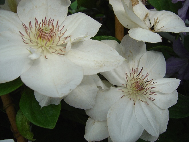 Clematis 'Mrs George Jackman' Bosrank