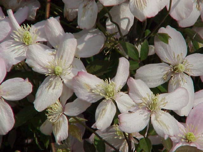 Clematis montana var. rubens Bosrank